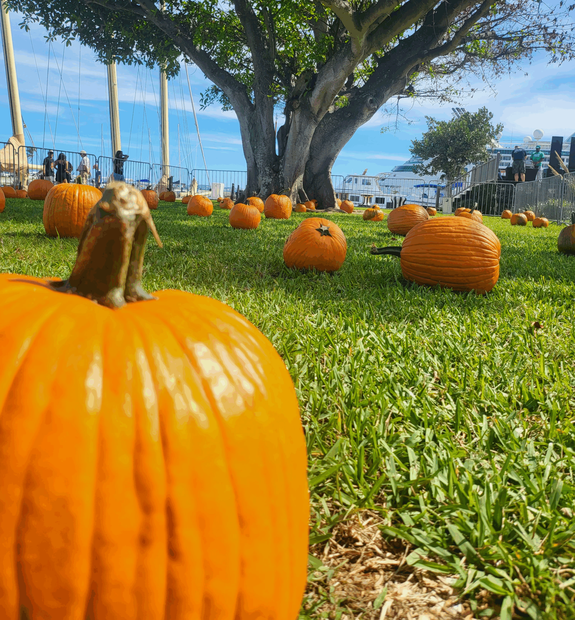 BLMC’s Annual Fall Festival
